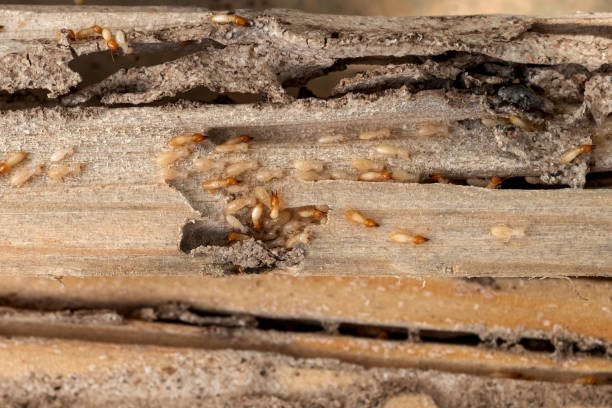 Best Commercial Pest Control Services  in Plum, PA